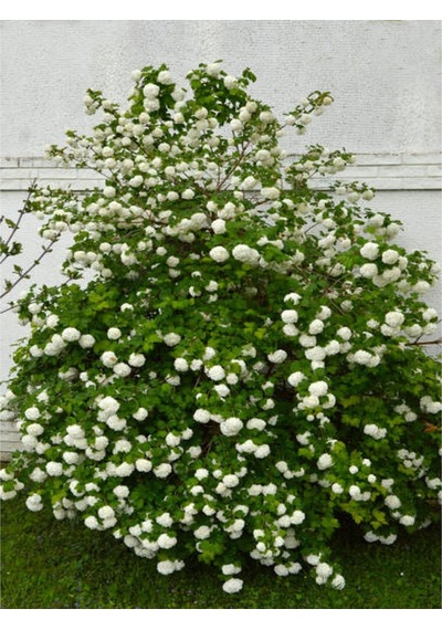 Videolu Kar Topu Çiçeği Fidanı 35 60 Cm 1 Adet Saksılı Dış Mekan Bitkisi Viburnum Opulus