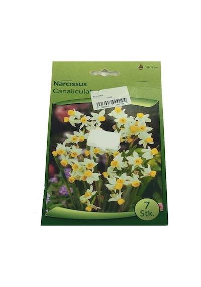 Narcissus - Nergis Soğanı