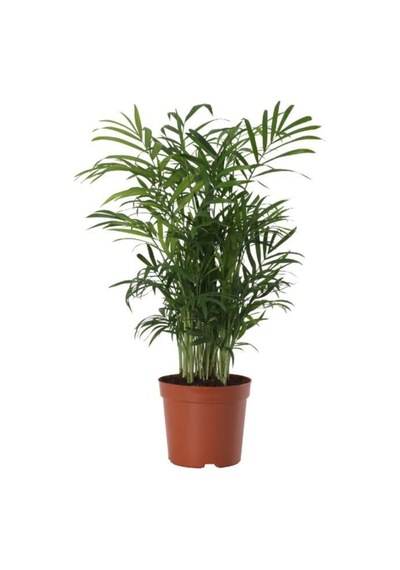 Areka Palmiyesi 30-40cm