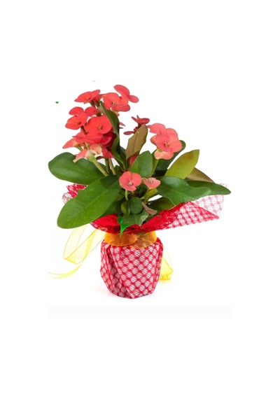 Dikenler Tacı Euphorbia Milii