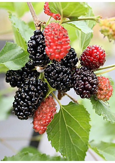 Mojo Berry Siyah Bodur Dut Fidanı 1-2 Yaş