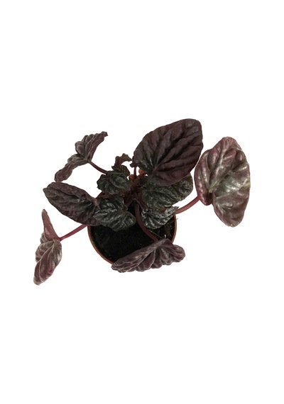 Peperomia Schumi Red (Zümrüt Dalgası Çiçeği) Ø5,5 CM Y0-10 CM