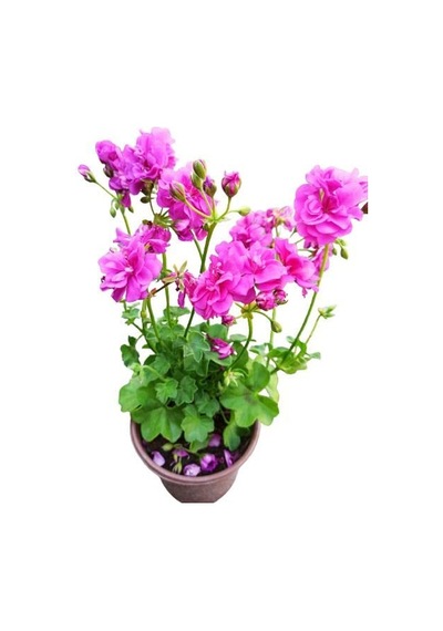 Alacalı Pembe Sakız Sardunya Fidanı 10-20 Cm