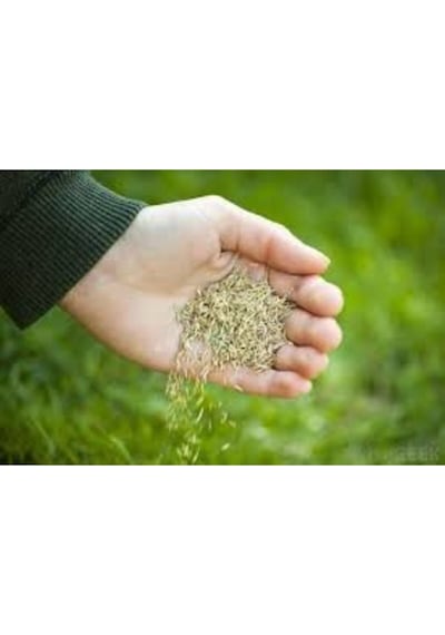 1 Kg 6 Lı Karışım Çim Tohumu 4 Mevsim Çim Tohumu Basmaya Dayanıklı Çim Tohumu Ithal Çim Tohumu