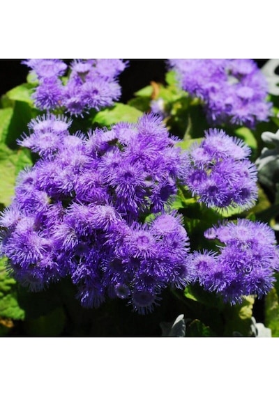 Nadir Ithal Ageratum Çiçeği Tohum 10 Tohum Çiçek Tohumu