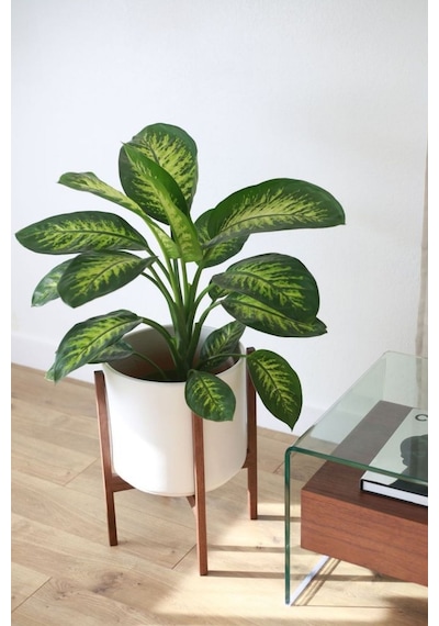 Dieffenbachia Tropik Snow-difenbahya Canlı Salon Bitkisi 40-60 Cm