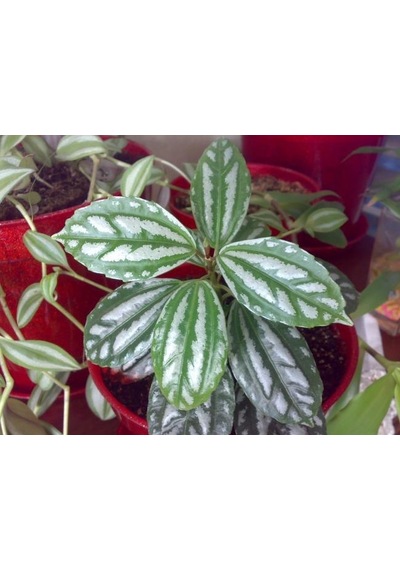 Karyağdı Alüminyum Çiçeği Topçu Çiçeği Pilea Cadierei 3 Adet
