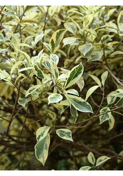 Videolu Benjamin Bitkisi Alaca Yapraklı 1 Adet Saksılı 60-80cm Iç Mekan Bitkisi Ficus Benjamina
