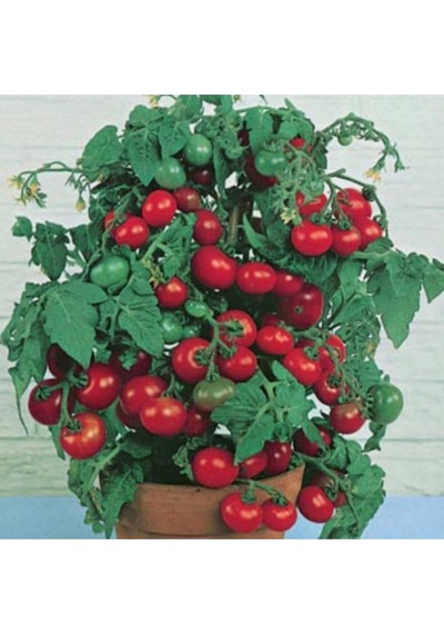 Süper Paket Cherry Domates Tohumu Saksılık Cherry Domates Tohumu 150 Adet Tohum