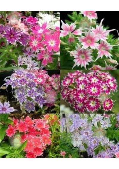 40+ Karışık Yıldız Şeklinde Çiçekli Drummond Phlox Tohumu N114603