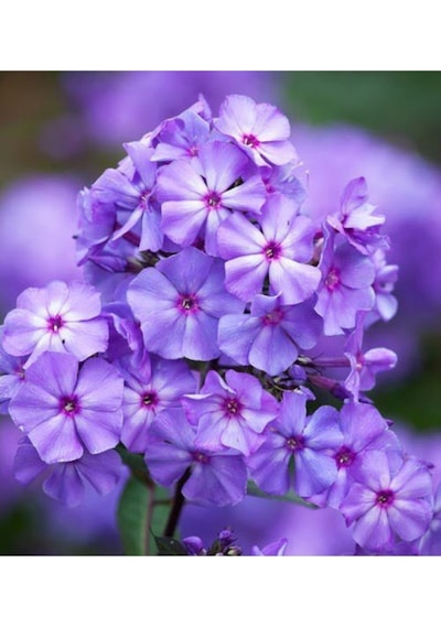 Karışık Ithal Philox Çiçeği Tohumu 5 Tohum Phlox Tohumu Çiçek Tohumu