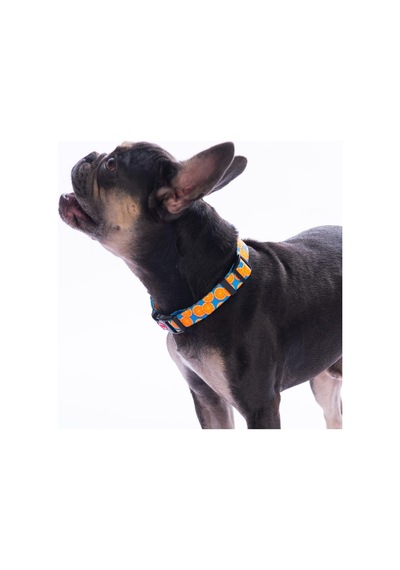 Citrus Narenciye Desenli Köpek Boyun Tasması Ayarlanabilir Köpek Tasması S Turkuaz