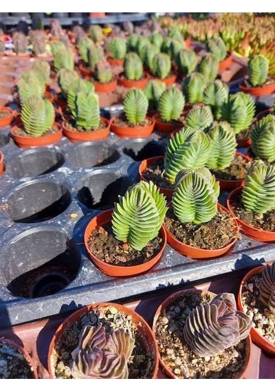 Buda Sukulent Crassula Buddha's Temple Özel Tür