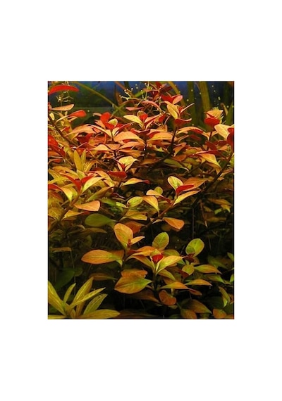 Ludwigia Repens Canlı Akvaryum Bitkisi, 5 Dal