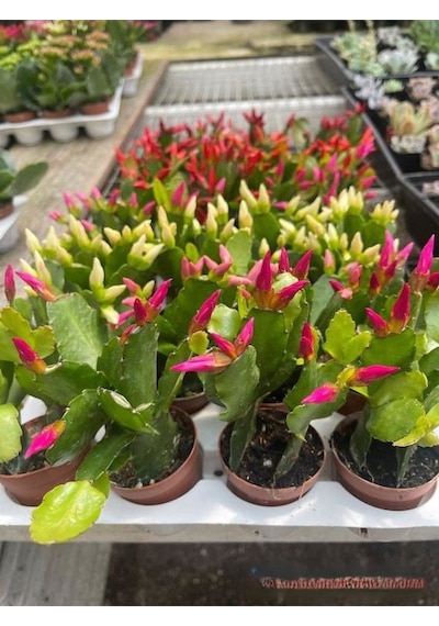 Yılbaşı Çiçeği Pembe Renk 1 Adet 10-20cm Saksılı İç Mekan Salon Çiçeği