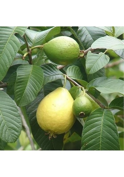 Bodur Sarı Guava Fidanı, Torbada
