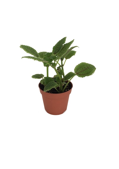 Pilea İnvolucrata moon Valley - Ev Ve Ofis Bitkisi Pilea İnvolucrata moon Valley - Ev Ve Ofis Bitkisi