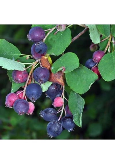 Saskatoon Berry Northline, Taş Elması Çalısı