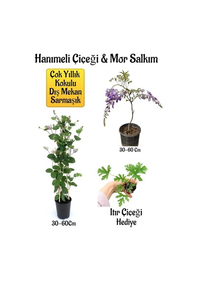 Kokulu Hanıme Çiçeği+mor Salkım Ağacı Fidanı Itır Çiçeği Peyzaj Seti