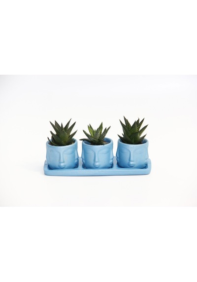 Trio Mavi Adler Sukulent Seti - Haworthia Limifolia. Pumila