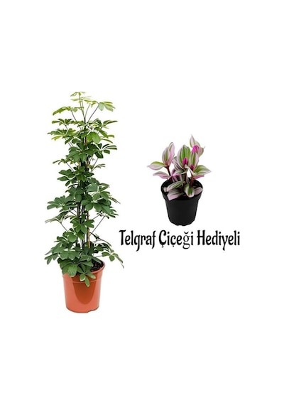 Videolu Yeşil Şeflera Bitkisi 80-100cm Telgraf Çiçeği Hediyeli 1 Adet Saksılı İç Mekan Ev Bitkisi
