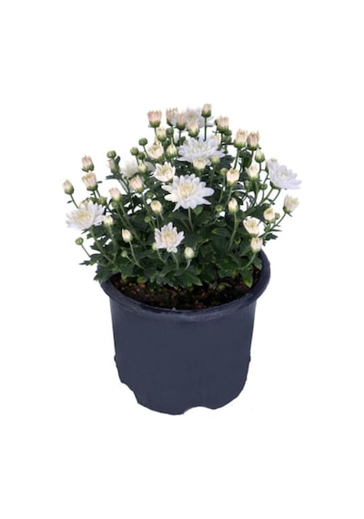 Beyaz Kasımpatı Çiçeği 15-25 Cm