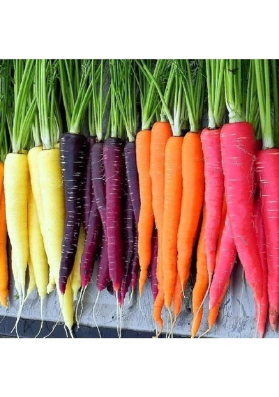 Tohum Dünyam 100 Adet Five Color Rainbow Havuç Tohumu