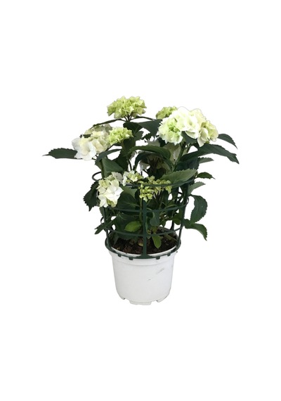 Hydrangea Macrophylla White (Beyaz Ortanca) Ø17 CM 35-40 CM