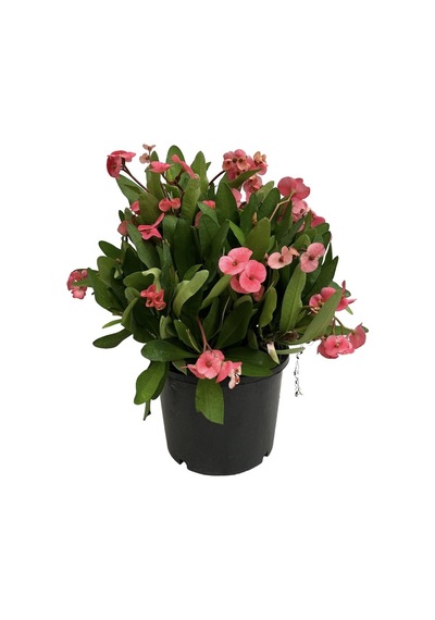 Videolu Pembe Milli Dikenler Tacı Çiçeği Mega Boy 1 Adet Saksılı 40-60 Cm Kaktüs Euphorbia