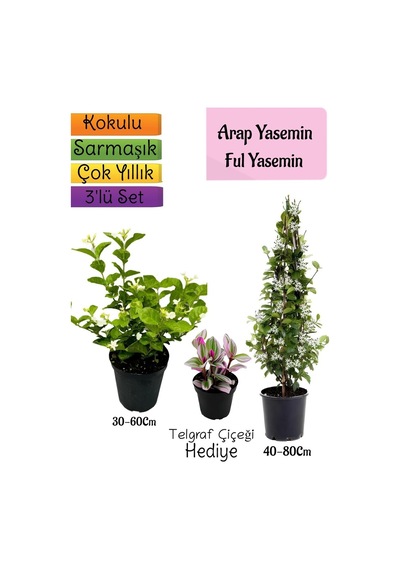 Kokulu Arap Yasemini+ful Yasemin+telgraf 3'lü Bahçe Seti