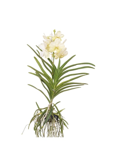 Vanda Tayanee 'white' Vanda Orkide
