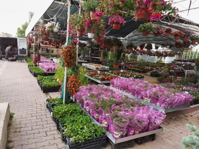 Yediveren Kırmızı Çıtır Minyatür Gül Fidanı Bodur Gül 10-20 Cm
