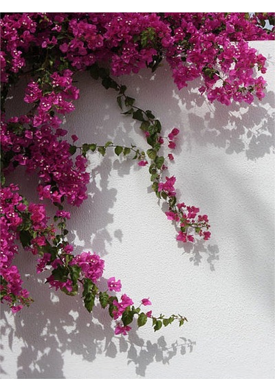 1 Adet Pembe Renk Begonvil Çiçeği 30-60 Cm Tüplü Çiçekli Bodur Bitkiler Bougainvillea