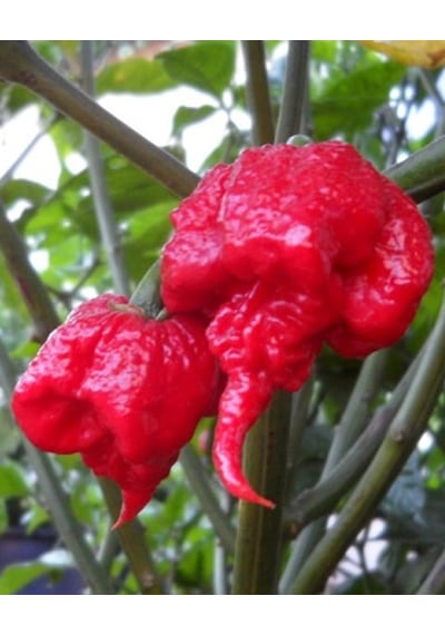 Carolina Reaper Pepper / 2,5 Milyon Scoville - Gerçek Taze Acı Biber