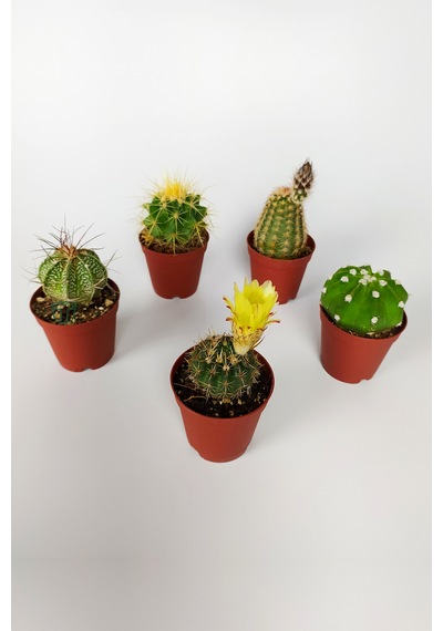 5 Li Kaktüs Set