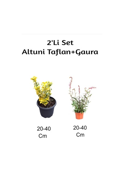 Altuni Taflan + Gaura Çiçeği 2'li Set Dış Mekan Bitkisi
