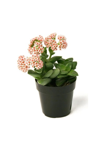 Crassula Springtime 50 Adet