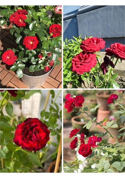 Videolu Yediveren Kırmızı Renkli 40 60 Cm 1 Adet Saksılı Aşılı Gül Fidesi Red Rose