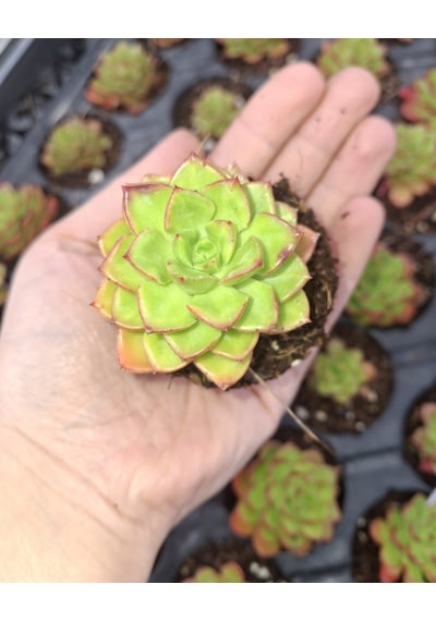 Foliumbotanik Echeveria, Özel Çeşit Sukulent Diğer