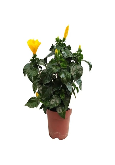 Çok Avantajlı Sarı Renkli Japon Gülü 20-30cm 1 Adet Saksılı/ Tüplü Dış Mekan Bitkisi