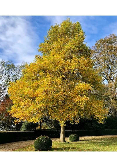 Lale Ağacı Fidanı - 2 Yaş Saksılı Liriodendron Tulipifera