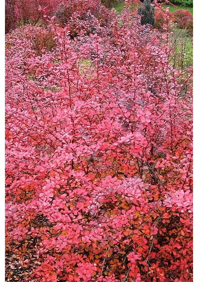 Kırmızı Hanım Tuzluğu - Berberis