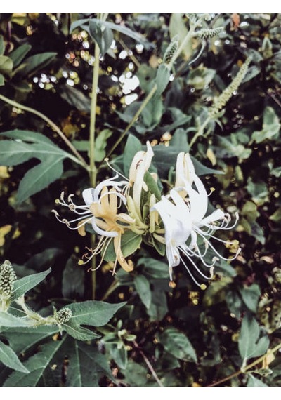 Hanımeli Beyaz Çiçekli 30 50 Cm 1 Adet Dış Mekan Sarmaşık Bitkileri Caprifoliaceae