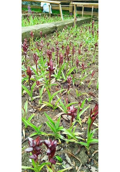 Salep Fidesi 10 Kg