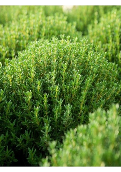 Videolu Keskin Kokulu 5 Adet Kekik Fidanı 20-30cm Saksılı Thyme