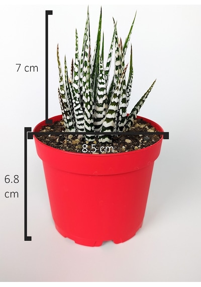 Zebra Sukulent Haworthia Fasciata Alba Beyaz Benekli Özel Tür Suk