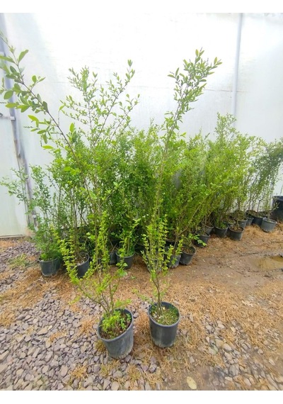 Ligustrum Sinense 5 Adet 100-120 Cm Çiçek Açan Çit Bitkisi