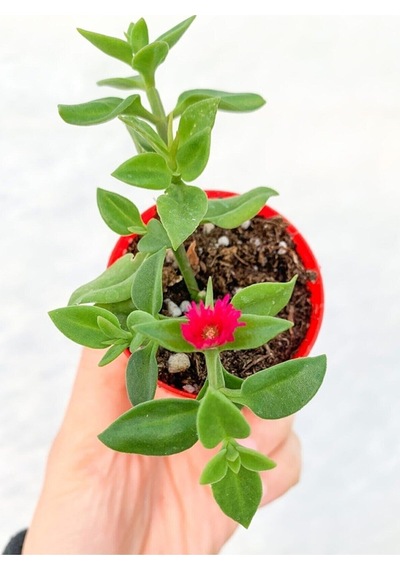 Pembe Buz Çiçeği Fidanı 1 Adet Yer Örtücü Bitki 10-15 Cm Tüplü Çiçekli Bodur Frost Flower