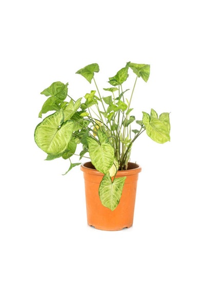 Syngonium Ok Başı Otu Melek Kanadı Sarmaşığı 20-40cm 1 Adet İç Mekan Çiçeği