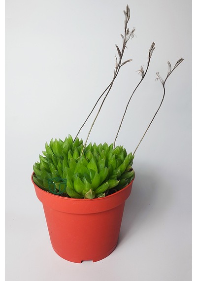 Haworthia Cymbiformis Şeffaf Yapraklı Büyük Boy Sukulent 1 Adet